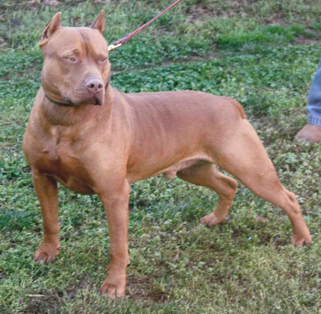 Dog standing lush green field free wallpaper for tablet - medium preview image
