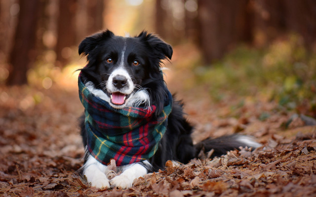 Dog scarf woods autumn bokeh free wallpaper for desktop - medium preview image