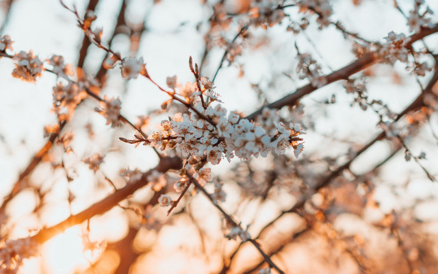 White flowers branch autumn leaves free wallpaper for desktop - medium preview image