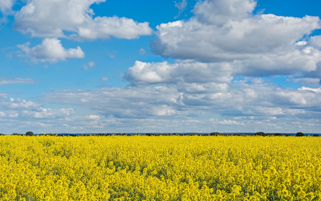 Yellow flower field blue sky #9 free wallpaper for desktop - medium preview image