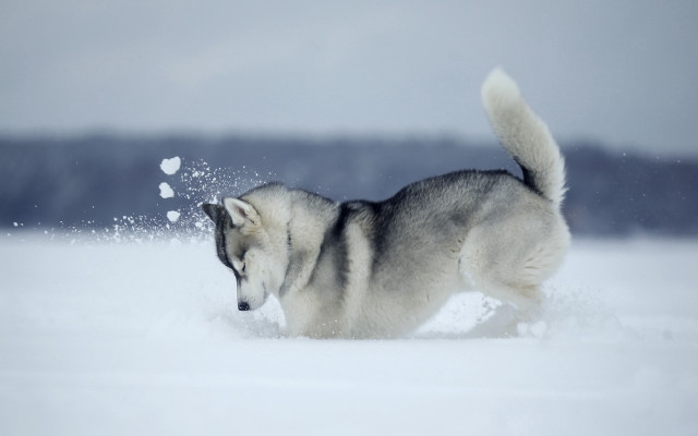 Husky running snow winter flakes free wallpaper for desktop - medium preview image