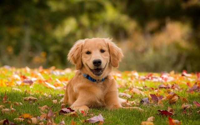 Golden retriever autumn leaves smiling free wallpaper for desktop - medium preview image