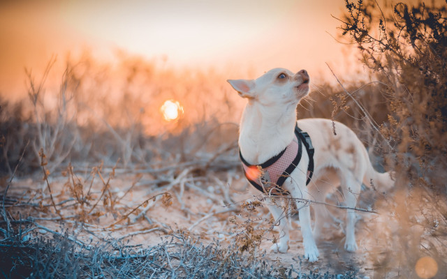 Small dog field harness sunset free wallpaper for desktop - medium preview image