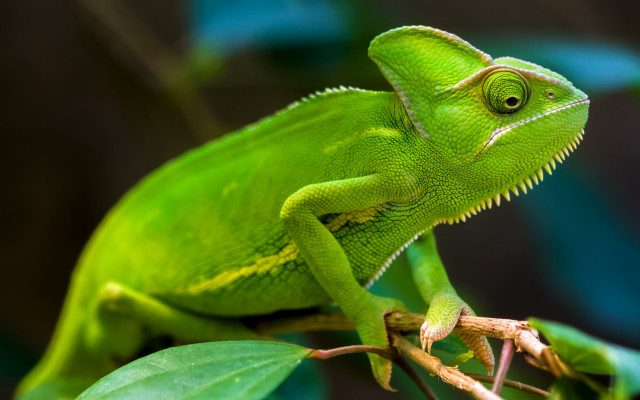 Green chameleon branch leaves depthfield free wallpaper for desktop - medium preview image
