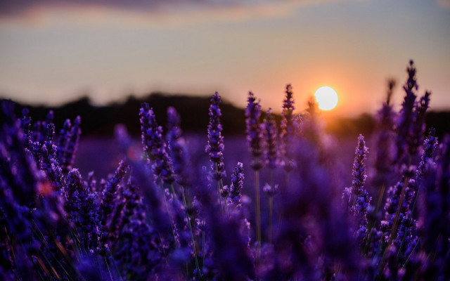 Lavender field sunset clouds moonlit free wallpaper for desktop - medium preview image