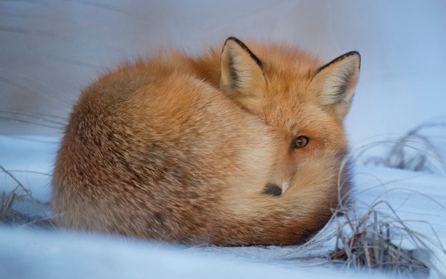 Fox snow lying closed ears free wallpaper for desktop - medium preview image