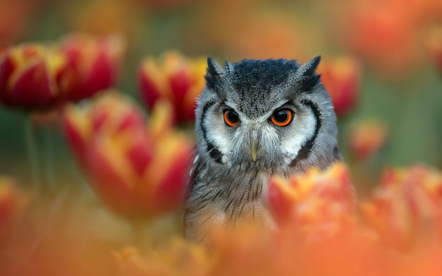 Owl orange eyes field flowers free wallpaper for desktop - medium preview image