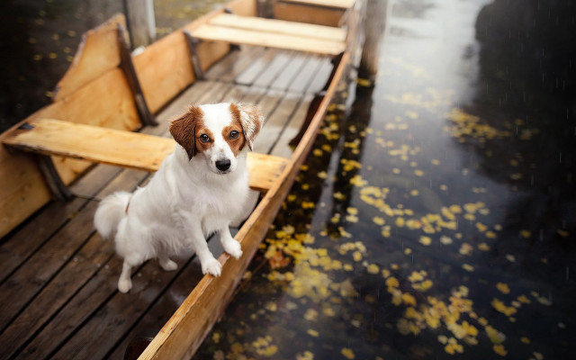 Dog dock rain boat leaves free wallpaper for desktop - medium preview image