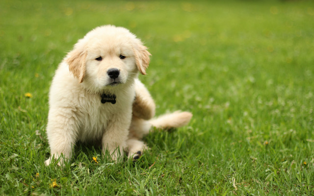 Puppy lying in grass collar free wallpaper for desktop - medium preview image