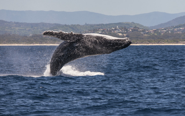 Whale jumping town horizon beach free wallpaper for desktop - medium preview image