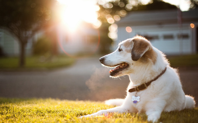 Dog grass shiba sunset bokeh free wallpaper for desktop - medium preview image
