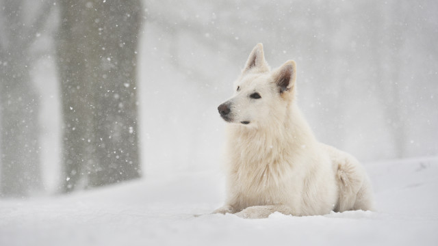 White dog snow trees night free wallpaper for desktop - medium preview image