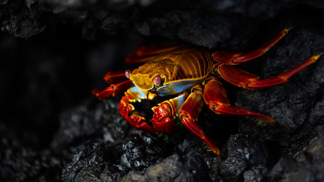Crab yellow red rock black free wallpaper for desktop - medium preview image