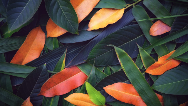 Orange green leaves plant puzzle free wallpaper for desktop - medium preview image