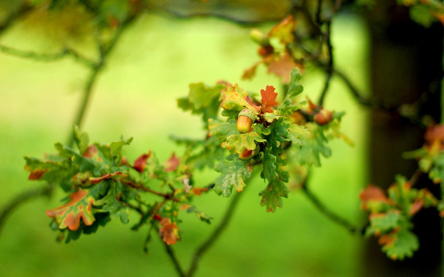 Tree branch leaves berries park free wallpaper for desktop - medium preview image