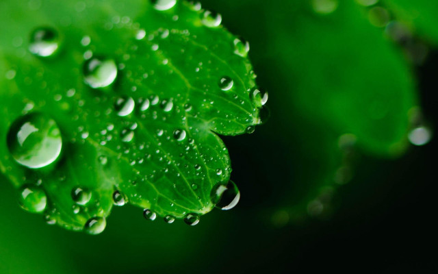 Green leaf water droplets bokeh #5 free wallpaper for desktop - medium preview image
