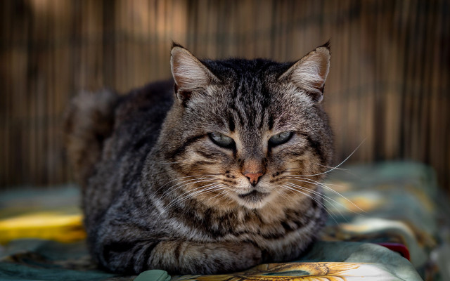 Cat lying blurry background wooden free wallpaper for desktop - medium preview image