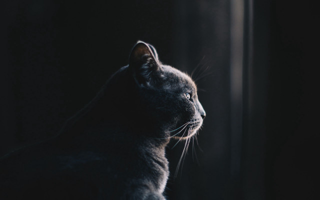 Cat window sill monochrome realistic free wallpaper for desktop - medium preview image