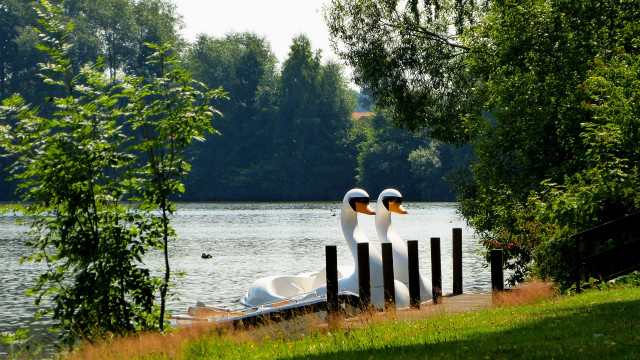 White ducks dock lake trees free wallpaper for desktop - medium preview image