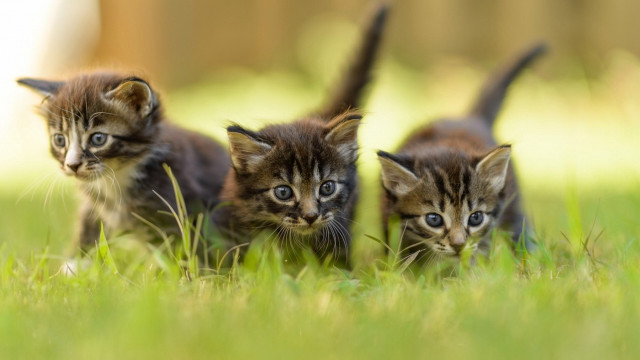 Three kittens grass blue eyes free wallpaper for desktop - medium preview image