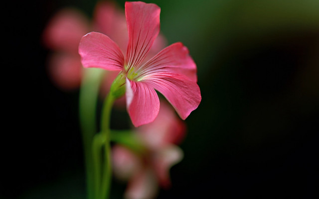 Pink flower green stem black #2 free wallpaper for desktop - medium preview image