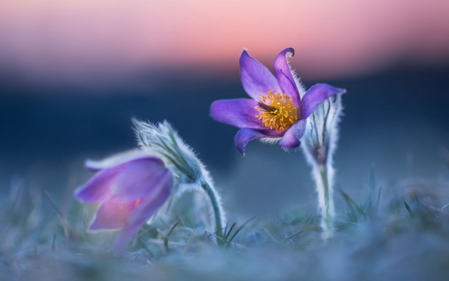 Purple flower yellow center macro #7 free wallpaper for desktop - medium preview image