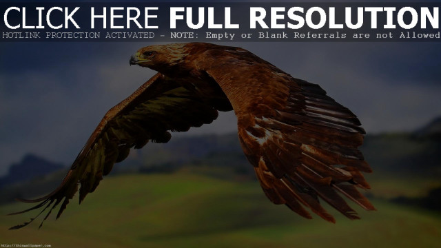 Bird flying through air caption free wallpaper for desktop - medium preview image