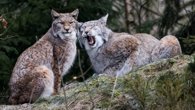 Lynx yawning rock nature bush free wallpaper for desktop - medium preview image