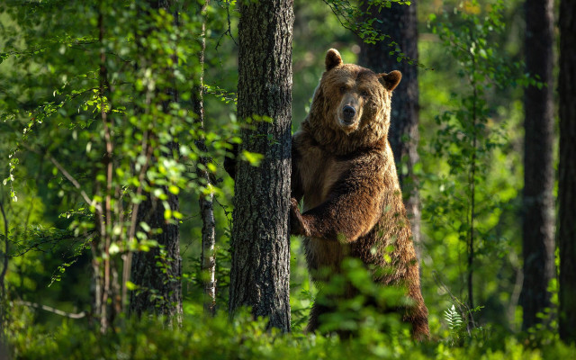 Brown bear woods forest nature free wallpaper for desktop - medium preview image