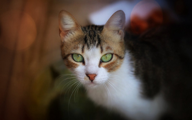 Cat green eyes macro photorealistic free wallpaper for desktop - medium preview image
