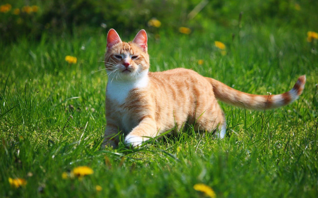 Cat grass bush christmas dandelion free wallpaper for desktop - medium preview image