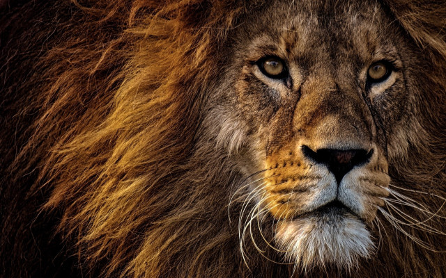 Lion closeup wildlife naturalism blurry free wallpaper for desktop - medium preview image