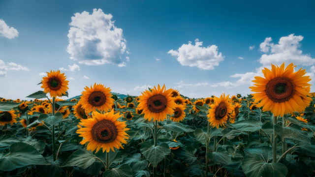 Sunflower field blue sky clouds #5 free wallpaper for desktop - medium preview image