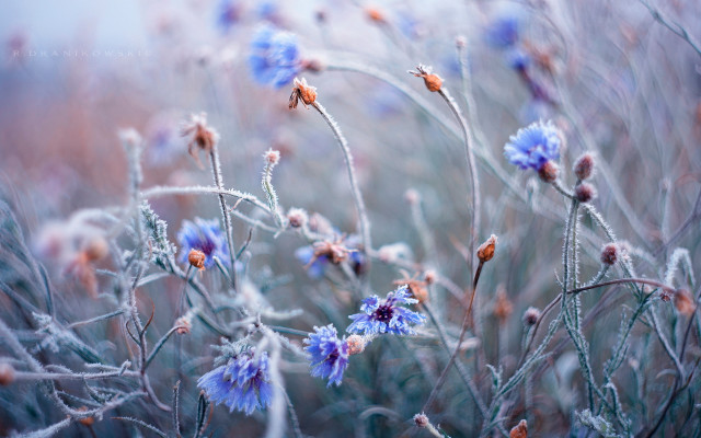 Frosted flowers winter ice reflection free wallpaper for desktop - medium preview image