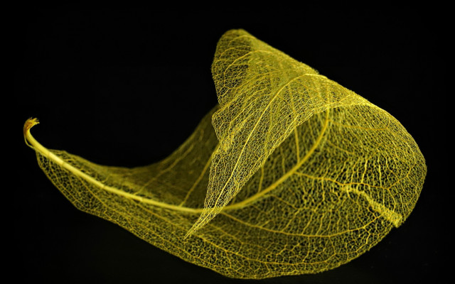 Yellow leaf black background fine free wallpaper for desktop - medium preview image