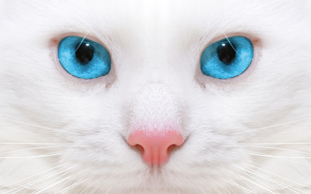 White cat blue eyes serious #10 free wallpaper for desktop - medium preview image
