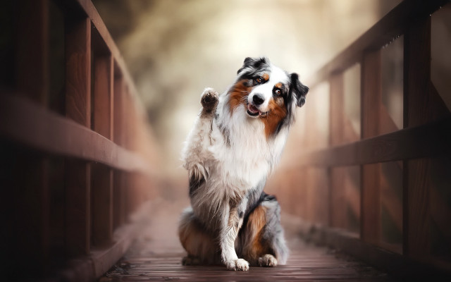 Dog standing bridge raising paw free wallpaper for desktop - medium preview image