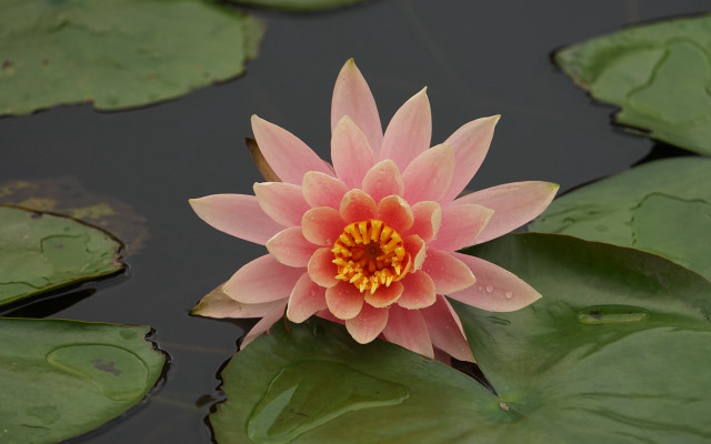 Pink flower pond lilies ecological free wallpaper for desktop - medium preview image