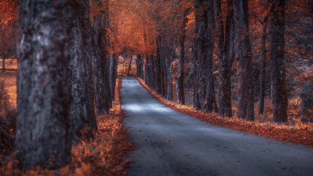 Forest road autumn leaves blurry free wallpaper for desktop - medium preview image