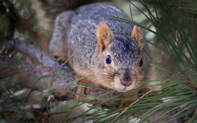 Squirrel close up tiltshift nature free wallpaper for desktop - medium preview image
