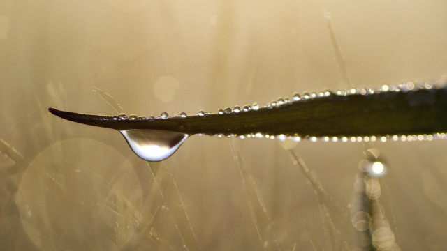 Water drop leaf sunlight bokeh free wallpaper for desktop - medium preview image