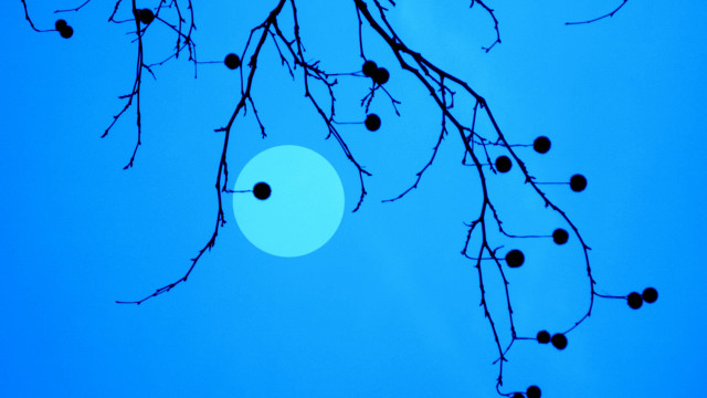 Tree branch blue sky sun free wallpaper for desktop - medium preview image