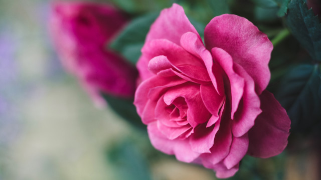 Pink rose vase bloom macro free wallpaper for desktop - medium preview image