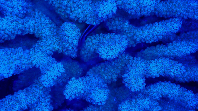 Blue coral corals bioluminescent holography free wallpaper for desktop - medium preview image