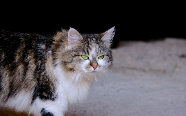 Cat green eyes black background #4 free wallpaper for desktop - medium preview image