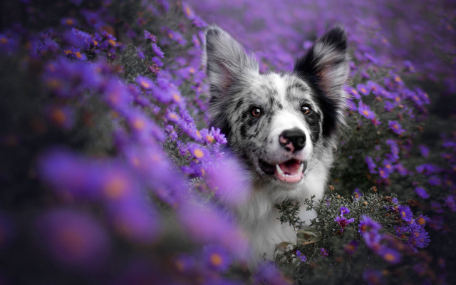 Dog purple flower field smiling free wallpaper for desktop - medium preview image