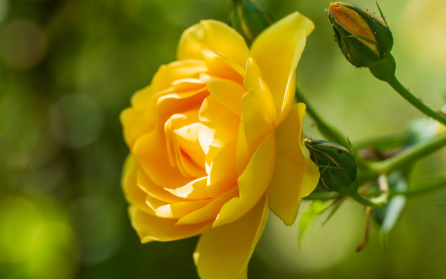 Yellow rose green blurry bokeh free wallpaper for desktop - medium preview image