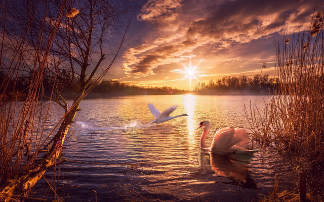 Sunset feeding swan mountains city free wallpaper for desktop - medium preview image