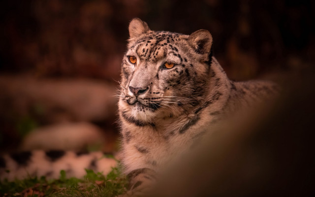 Snow leopard staring camera blurry free wallpaper for desktop - medium preview image