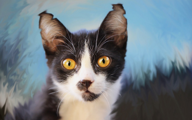 Black white cat yellow eyes #2 free wallpaper for desktop - medium preview image